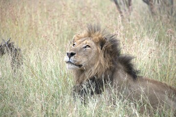 Lion in wild savanna , animal of africa