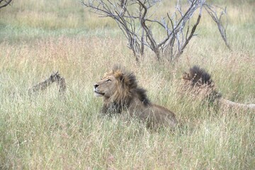Lion in wild savanna , animal of africa