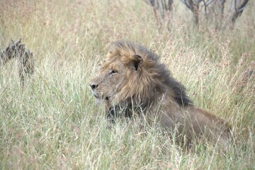 Lion in wild savanna , animal of africa