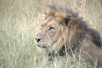 Lion in wild savanna , animal of africa