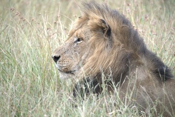 Lion in wild savanna , animal of africa