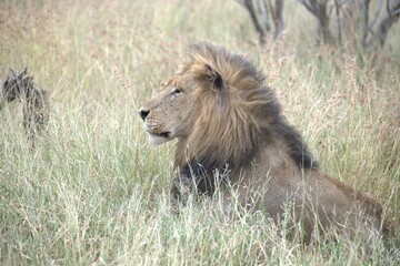 Lion in wild savanna , animal of africa