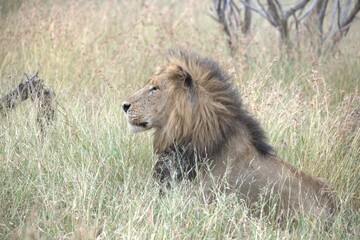 Lion in wild savanna , animal of africa