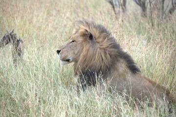 Lion in wild savanna , animal of africa