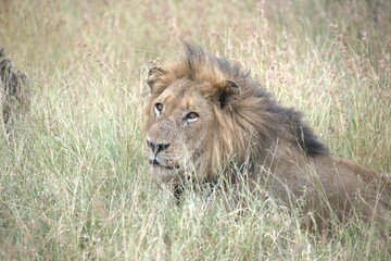 Lion in wild savanna , animal of africa