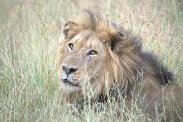 Lion in wild savanna , animal of africa