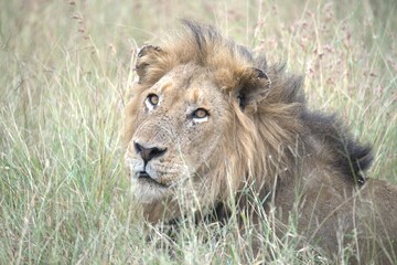Lion in wild savanna , animal of africa