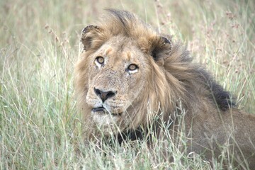 Lion in wild savanna , animal of africa