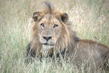Lion in wild savanna , animal of africa