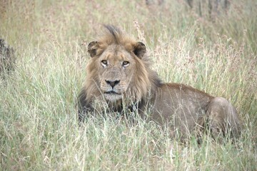 Lion in wild savanna , animal of africa