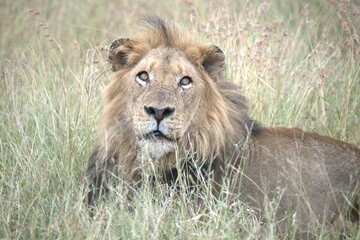 Lion in wild savanna , animal of africa