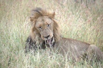 Lion in wild savanna , animal of africa