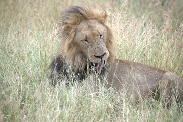 Lion in wild savanna , animal of africa