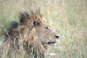 Lion in wild savanna , animal of africa
