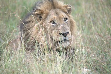 Lion in wild savanna , animal of africa