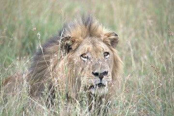 Lion in wild savanna , animal of africa