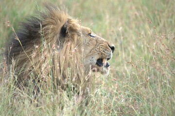 Lion in wild savanna , animal of africa