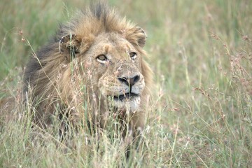 Lion in wild savanna , animal of africa
