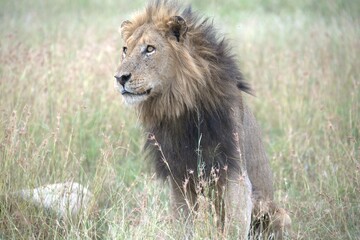 Lion in wild savanna , animal of africa