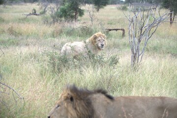 Lion in wild savanna , animal of africa