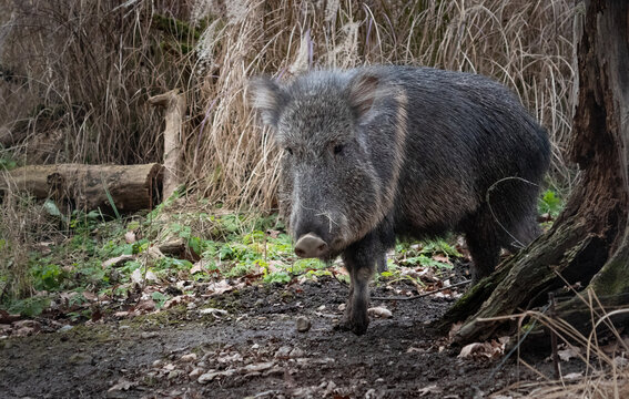 Adult Chacoan peccary (Catagonus wagneri) standing in a natural environment. The rare species is alert, showcasing its bristly coat and strong build.