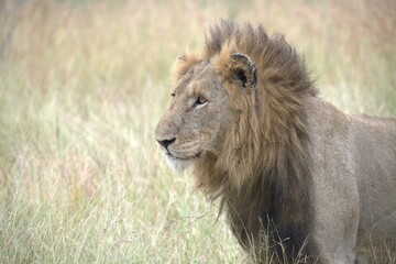 Lion in wild savanna , animal of africa