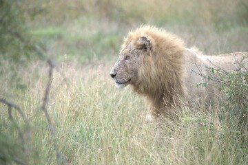 Lion in wild savanna , animal of africa