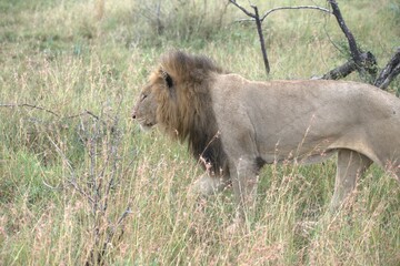 Lion in wild savanna , animal of africa