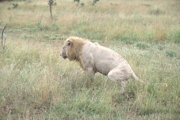 Lion in wild savanna , animal of africa