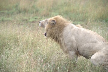 Lion in wild savanna , animal of africa