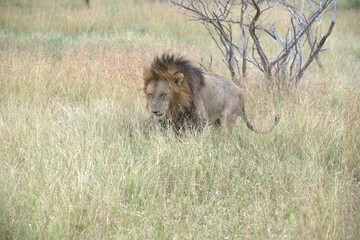 Lion in wild savanna , animal of africa