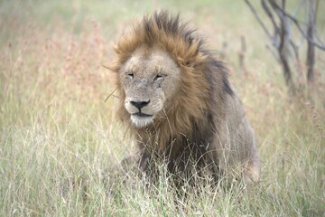 Lion in wild savanna , animal of africa