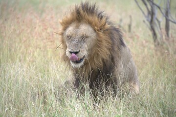 Lion in wild savanna , animal of africa