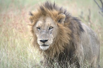 Lion in wild savanna , animal of africa
