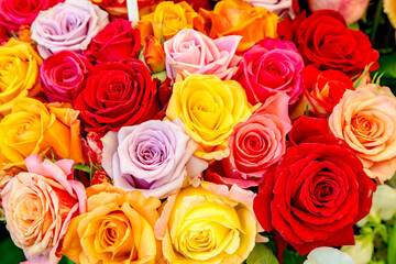 detail of colorful roses