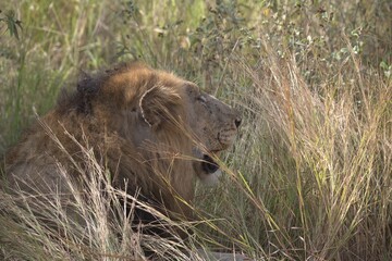 Lion in wild savanna , animal of africa