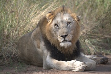 Lion in wild savanna , animal of africa