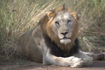 Lion in wild savanna , animal of africa