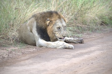 Naklejka premium Lion in wild savanna , animal of africa