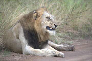 Lion in wild savanna , animal of africa
