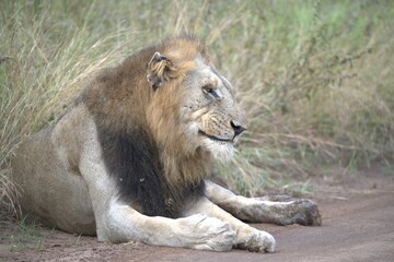 Lion in wild savanna , animal of africa