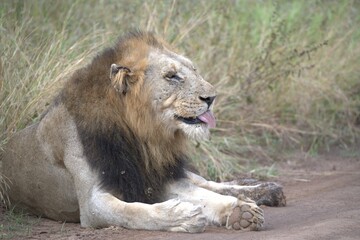 Lion in wild savanna , animal of africa