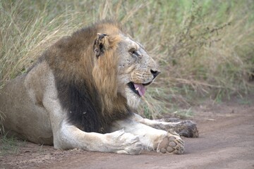 Lion in wild savanna , animal of africa