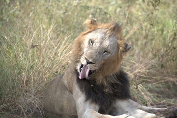 Lion in wild savanna , animal of africa