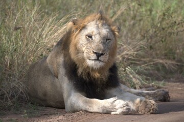 Lion in wild savanna , animal of africa