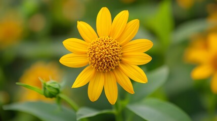 Vibrant Yellow Flower Close Up Detailed Macro Photography of a Bright Golden Yellow Wildflower Blooming in a Lush Green Garden Summer Nature Scene Botanical Image sun day soft     