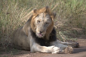 Lion in wild savanna , animal of africa