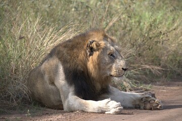 Lion in wild savanna , animal of africa
