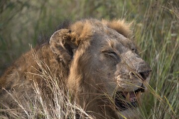 Lion in wild savanna , animal of africa