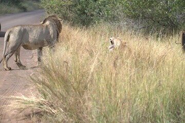 Lion in wild savanna , animal of africa